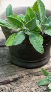 7 must-have indoor plants that work as natural skincare remedies.