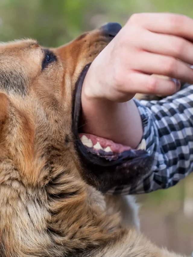 Not just rabies, 10 dog-borne diseases you should know about