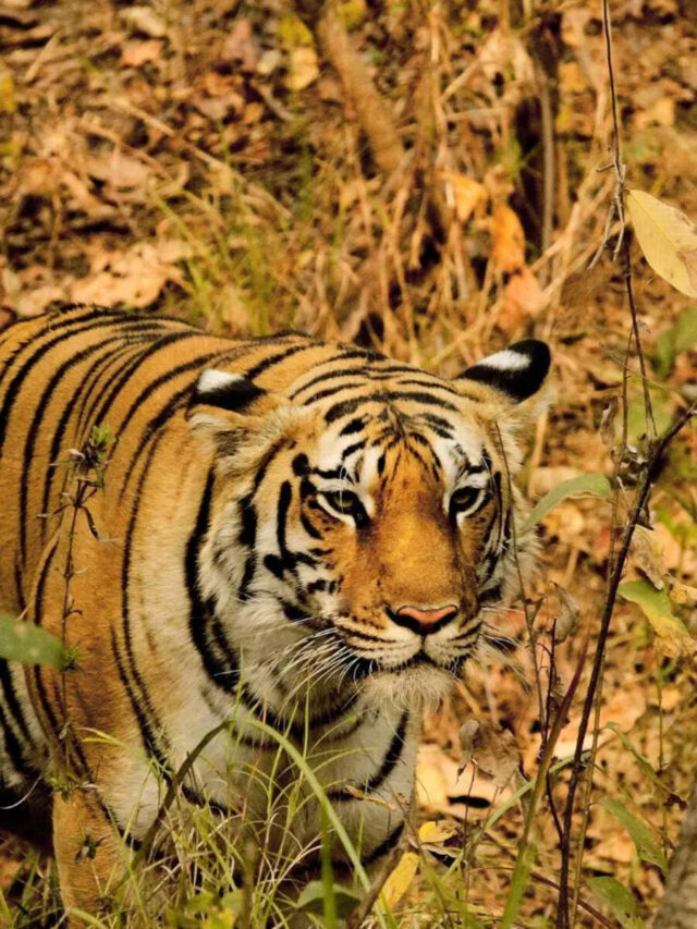 Wild History: 10 Reasons Why You Should Visit Pench National Park, India's Tiger Territory